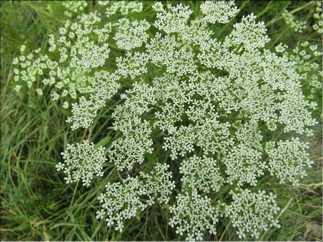 Coristospermum_lucidum3_MB