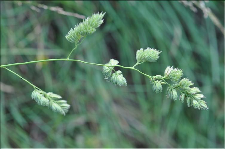 Dactylis_glomerata1_SP