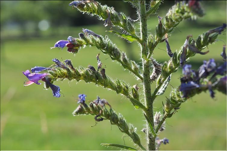 Echium_vulgare1_SP