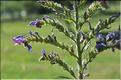 Echium_vulgare1_SP