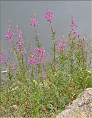 Epilobium_angustifolium1_SP
