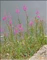 Epilobium_angustifolium1_SP