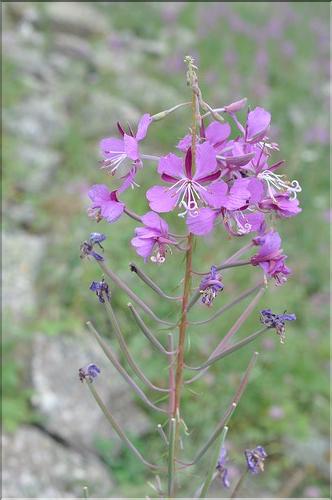 Epilobium_angustifolium2_SP