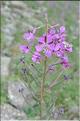 Epilobium_angustifolium2_SP
