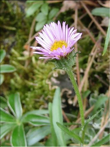 Erigeron_alpinus_MB