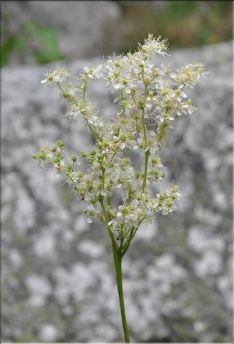 Filipendula_ulmaria1_SP