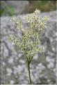 Filipendula_ulmaria1_SP