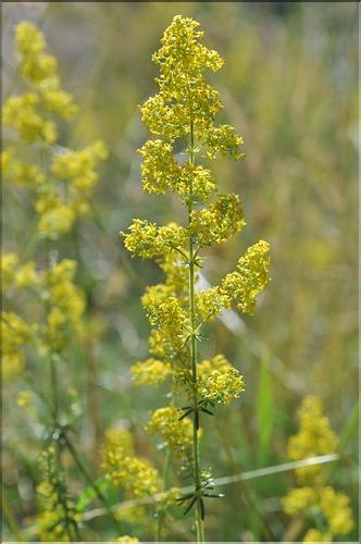 Galium_verum_SP