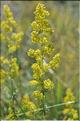 Galium_verum_SP