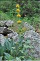 Gentiana_lutea1_SP
