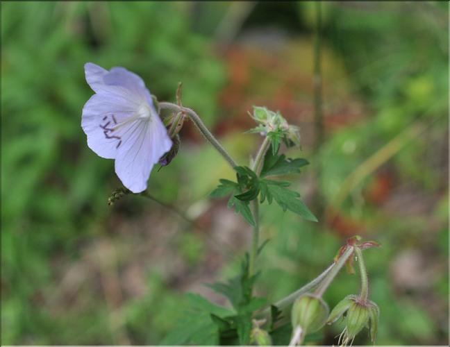 Geranium_pratense1_SP