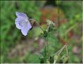 Geranium_pratense1_SP