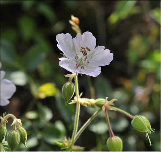 Geranium_pratense2_SP
