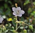 Geranium_pratense2_SP