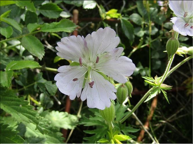 Geranium_pratense_MB