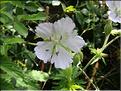 Geranium_pratense_MB