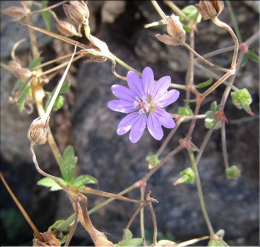 Geranium_pyrenaicum_MB