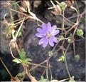 Geranium_pyrenaicum_MB