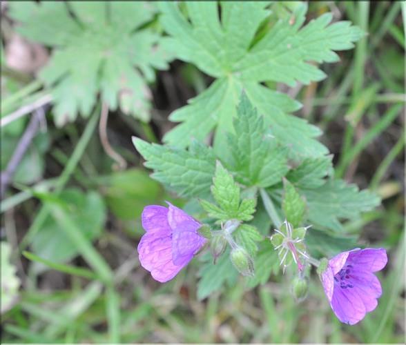 Geranium_sylvaticum2_SP