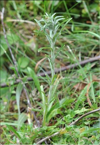 Gnaphalium_sylvaticum_SP