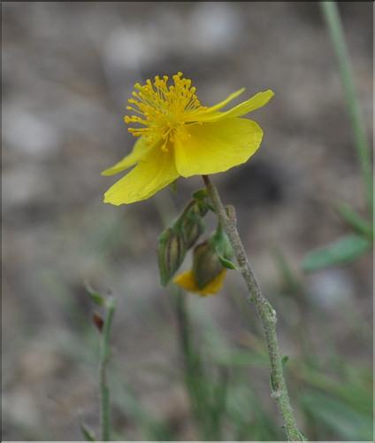Helianthemum_nummularium1_SP