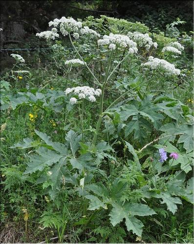 Heracleum_spondyllum_pyrenaicum1_SP