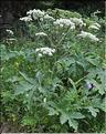 Heracleum_spondyllum_pyrenaicum1_SP