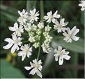 Heracleum_spondyllum_pyrenaicum2_MB