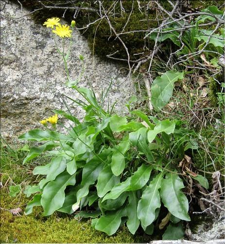Hieracium_amplexicaule_MB