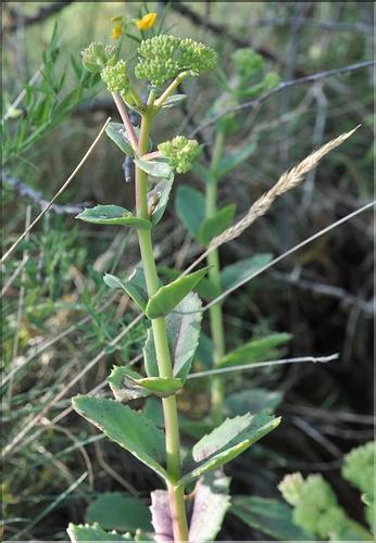 Hylotelephium_maximum_SP