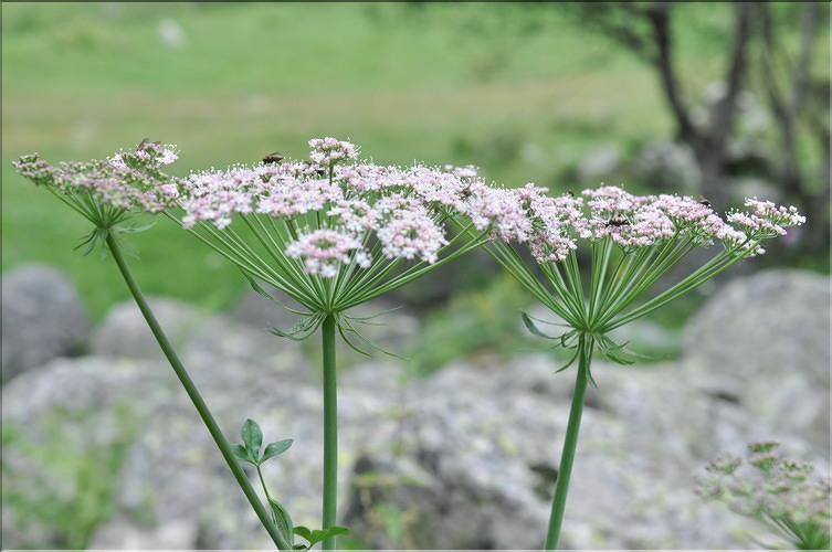 Laserpitium_latifolium1_SP