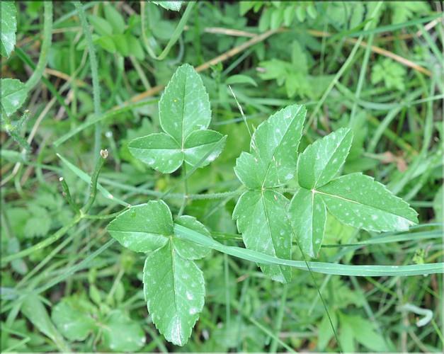 Laserpitium_latifolium2_SP