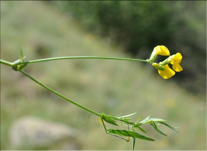 Lathyrus_pratensis_SP