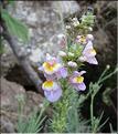 Linaria_repens_MB