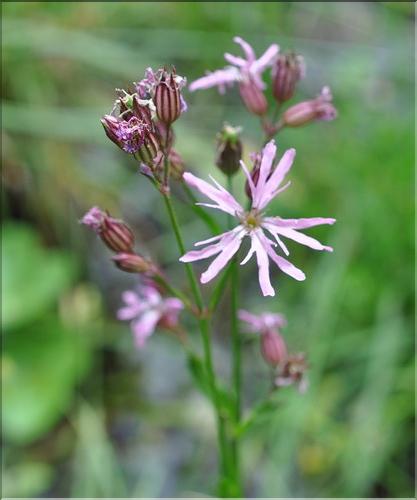 Lychnis_flos_cuculi_SP