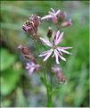 Lychnis_flos_cuculi_SP