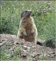 Marmotte_MB
