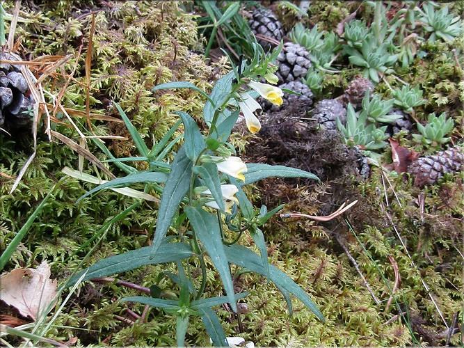 Melampyrum_sylvaticum_MB