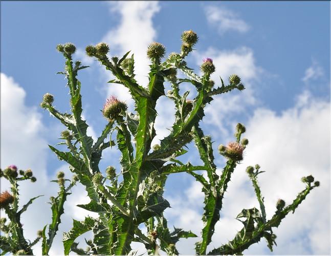 Onopordum_acanthium1_SP