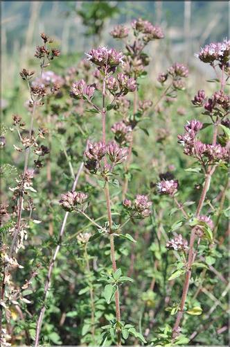 Origanum_SP
