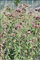 Origanum_SP