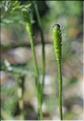 Papaver_argemone2_SP
