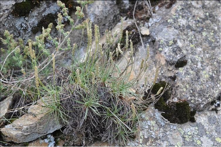 Plantago_holosteum_SP