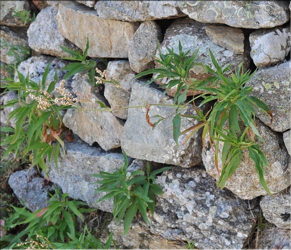 Polygonum_alpinum_SP