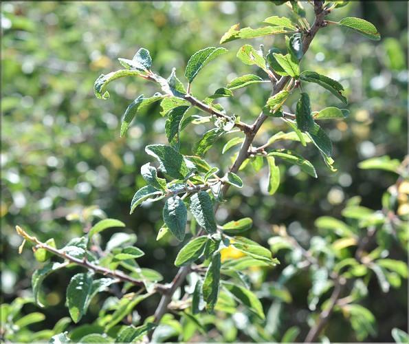 Prunus_spinosa_SP