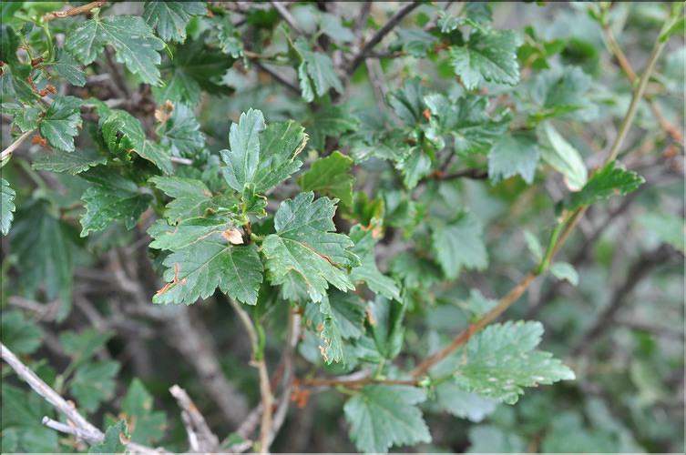 Ribes_petraeum_SP