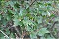 Ribes_petraeum_SP