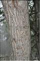 Salix_caprea3_SP