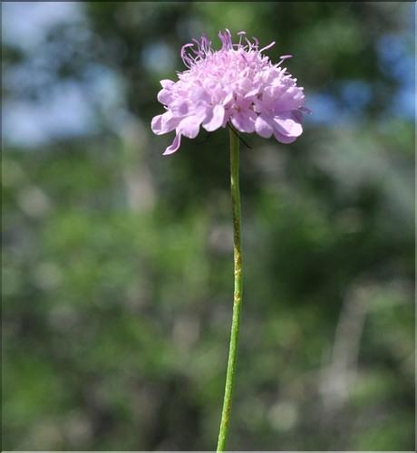Scabiosa_columbaria1_SP