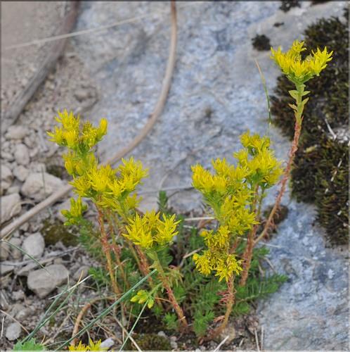 Sedum_acre1_SP